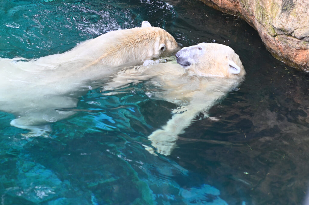 シロクマ ゴーゴとイッちゃん ズーラシア Zoorasia 横浜動物園 Yokohama zoo