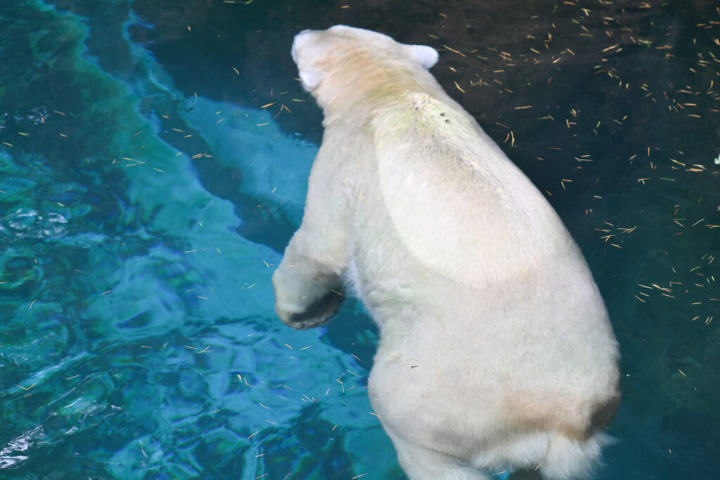 シロクマ Polar bear ズーラシア Zoorasia 横浜動物園 Yokohama zoo