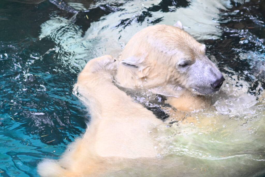 シロクマ ゴーゴとイッちゃん ズーラシア Zoorasia 横浜動物園 Yokohama zoo