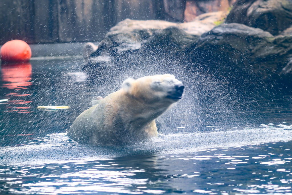 シロクマ Polar bear ズーラシア Zoorasia 横浜動物園 Yokohama zoo