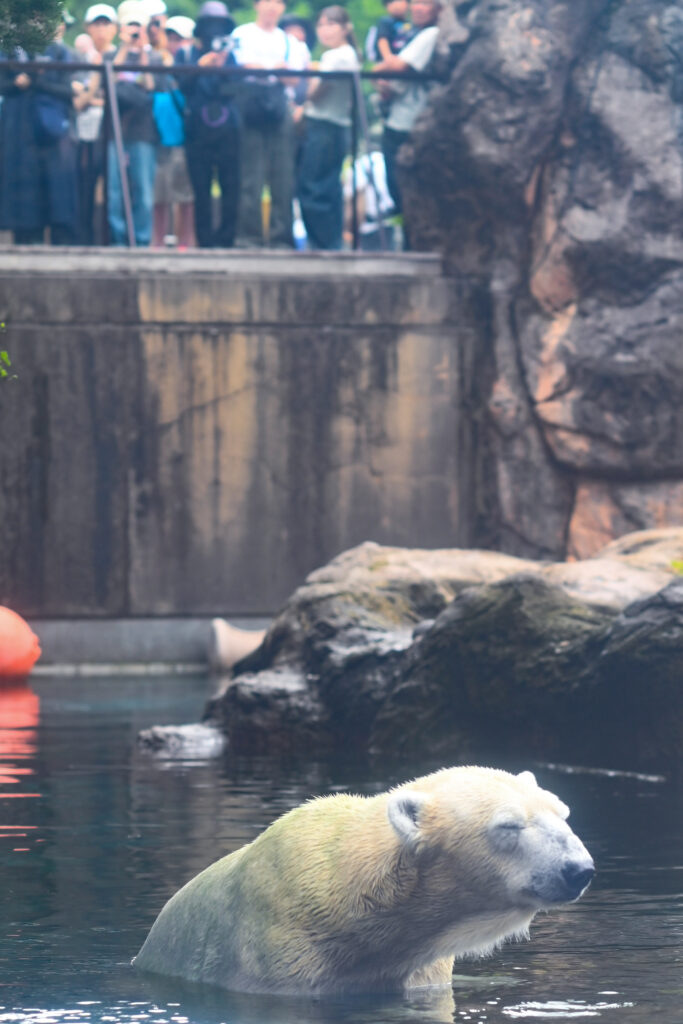 シロクマ Polar bear ズーラシア Zoorasia 横浜動物園 Yokohama zoo