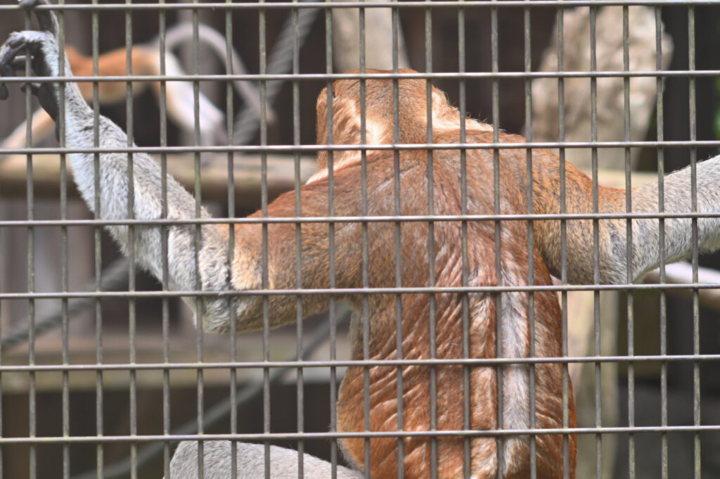 テングザル Proboscis monkey ズーラシア Zoorasia 横浜動物園 Yokohama zoo