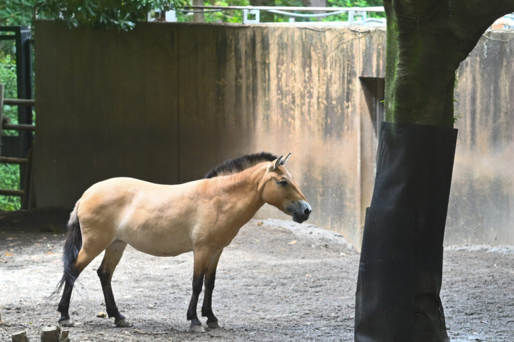 モウコノウマ Przewalski's horse ズーラシア Zoorasia 横浜動物園 Yokohama zoo