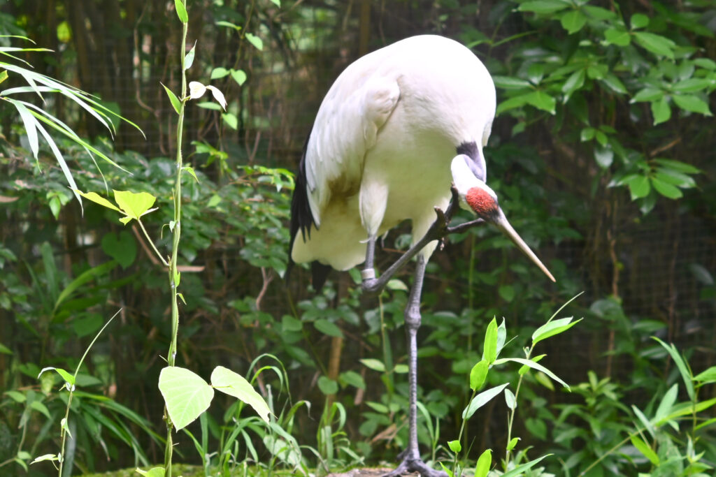 タンチョウ鶴 Red-crowned crane ズーラシア Zoorasia 横浜動物園 Yokohama zoo