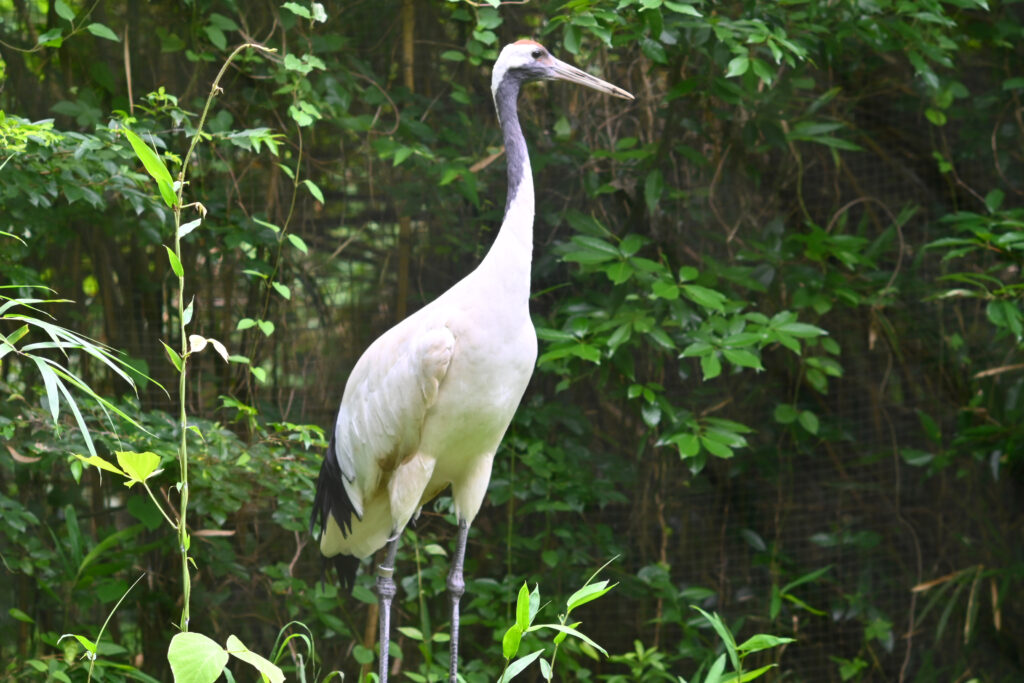 タンチョウ鶴 Red-crowned crane ズーラシア Zoorasia 横浜動物園 Yokohama zoo