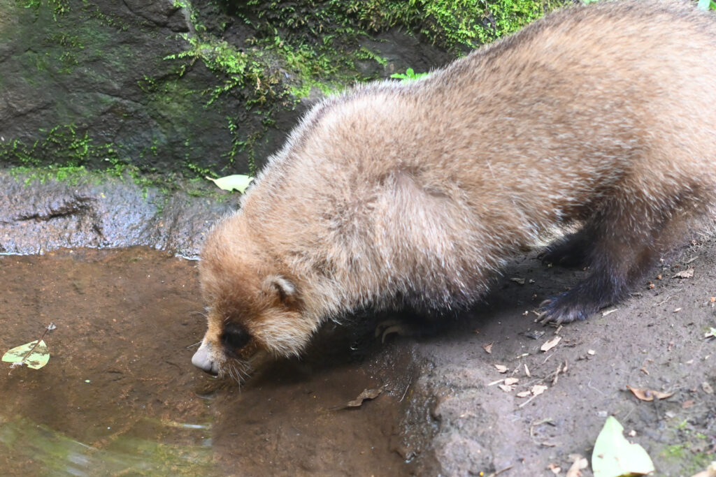 アカハナグマ South American coati ズーラシア Zoorasia 横浜動物園 Yokohama zoo