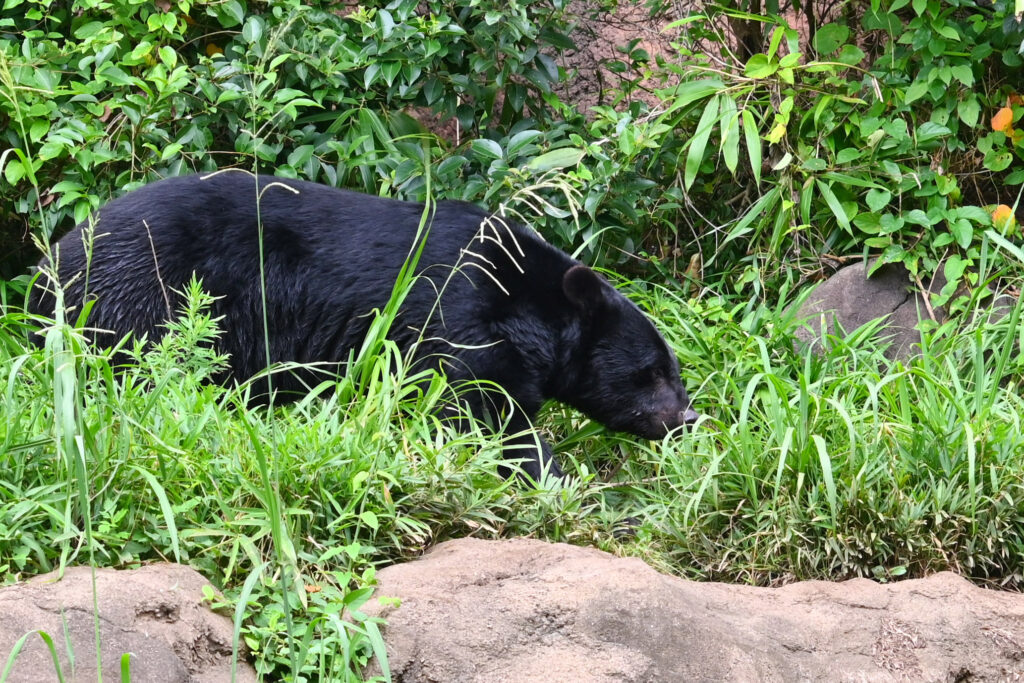 ニホンツキノワグマ Japanese black bear ズーラシア Zoorasia 横浜動物園 Yokohama zoo