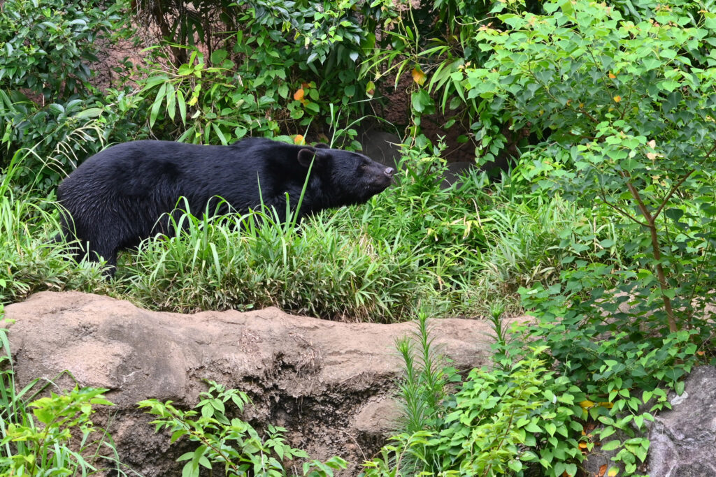 ニホンツキノワグマ Japanese black bear ズーラシア Zoorasia 横浜動物園 Yokohama zoo