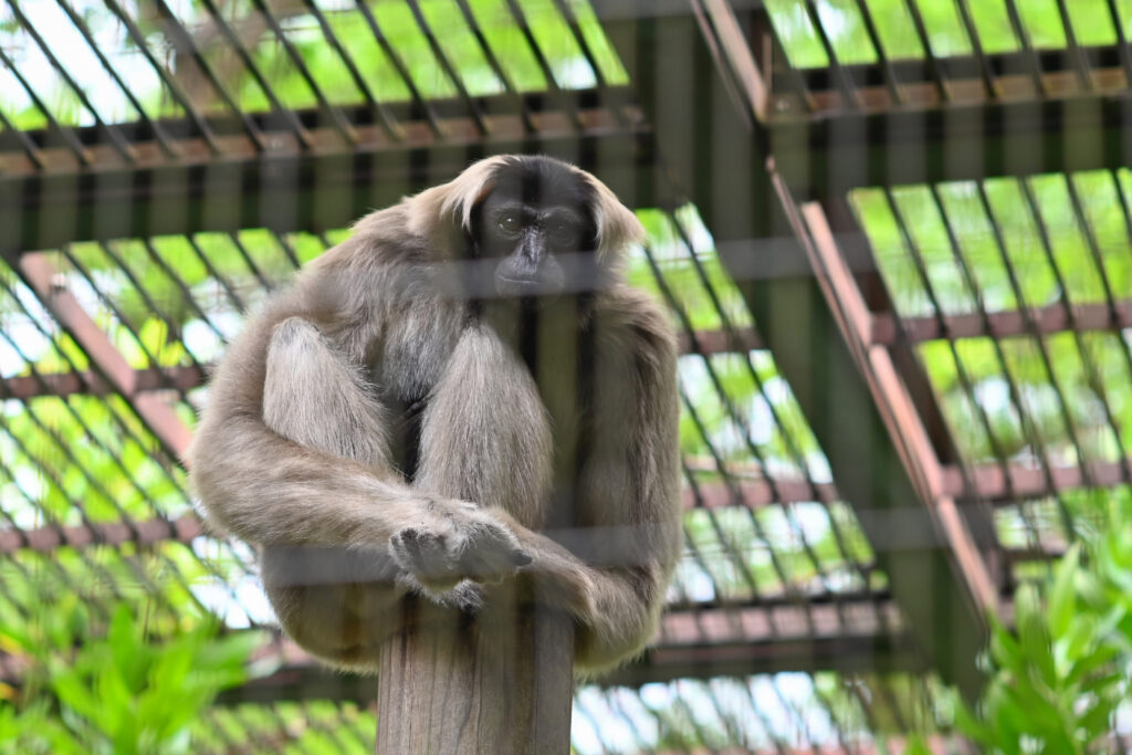 ボウシテナガザル Pileated gibbon ズーラシア Zoorasia 横浜動物園 Yokohama zoo