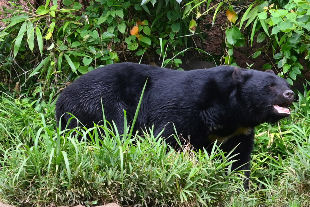 ニホンツキノワグマ Japanese black bear ズーラシア Zoorasia 横浜動物園 Yokohama zoo