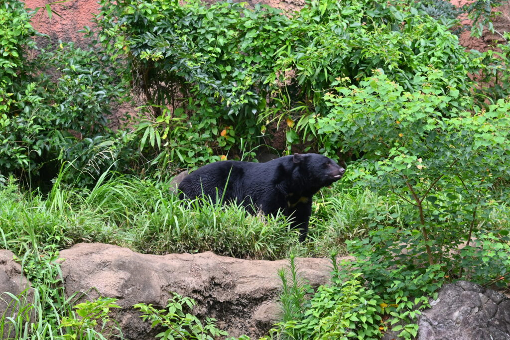 ニホンツキノワグマ Japanese black bear ズーラシア Zoorasia 横浜動物園 Yokohama zoo