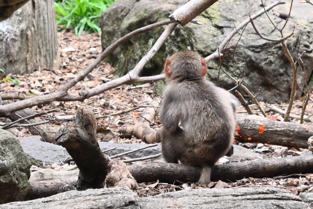 ニホンザル Japanese macaque ズーラシア Zoorasia 横浜動物園 Yokohama zoo