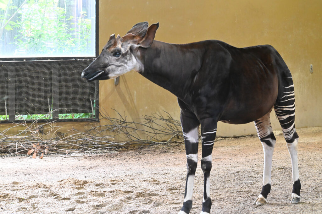 オカピ Okapi ズーラシア Zoorasia 横浜動物園 Yokohama zoo