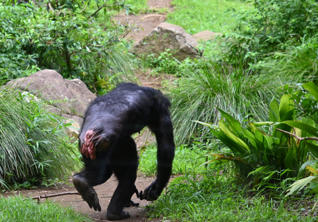 ズーラシア Zoorasia 横浜動物園 Yokohama zoo