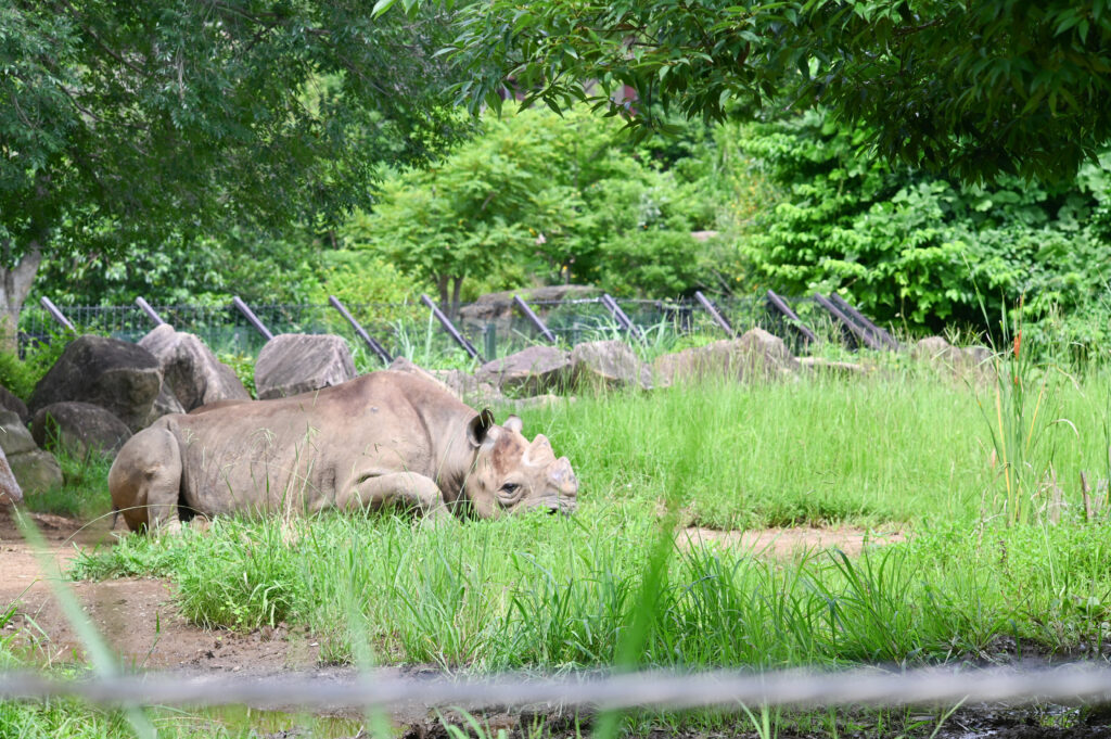 ヒガシクロサイ Eastern black rhinoceros ズーラシア Zoorasia 横浜動物園 Yokohama zoo