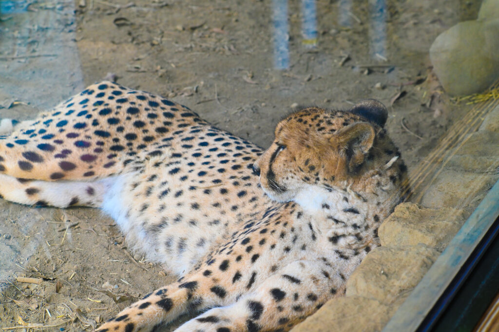 チーター Cheetah ズーラシア Zoorasia 横浜動物園 Yokohama zoo