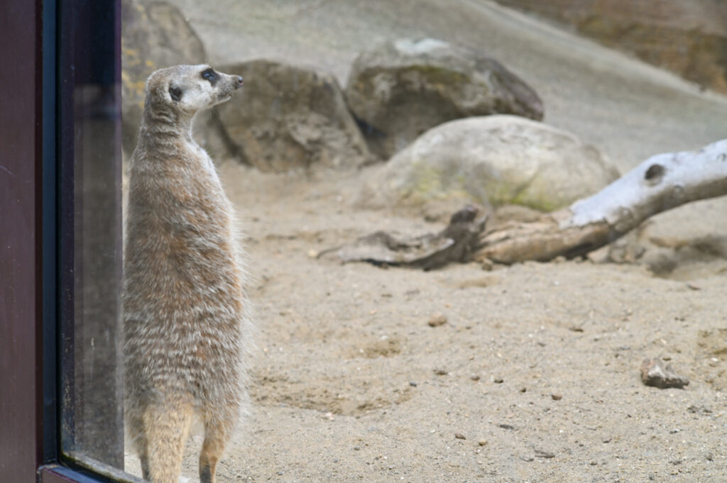 ミーアキャット Meerkat ズーラシア Zoorasia 横浜動物園 Yokohama zoo