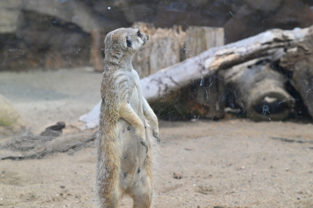 ミーアキャット Meerkat ズーラシア Zoorasia 横浜動物園 Yokohama zoo