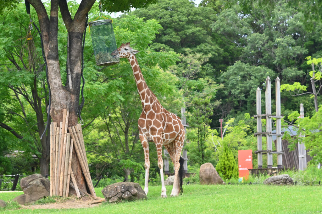 キリン giraffe ズーラシア Zoorasia 横浜動物園 Yokohama zoo
