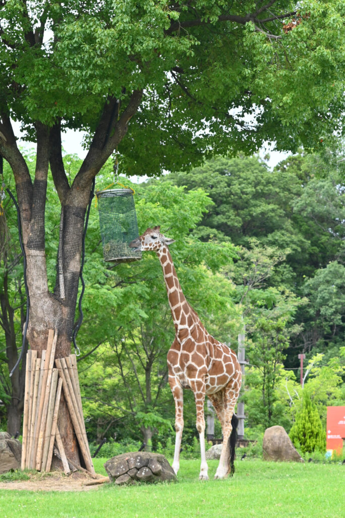 キリン giraffe ズーラシア Zoorasia 横浜動物園 Yokohama zoo