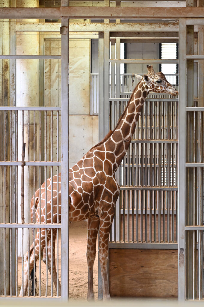 キリン giraffe ズーラシア Zoorasia 横浜動物園 Yokohama zoo