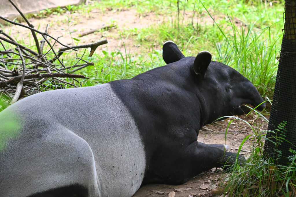 マレーバク Malayan tapir ズーラシア Zoorasia 横浜動物園 Yokohama zoo