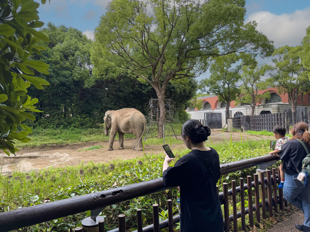 ゾウ Elephant ズーラシア Zoorasia 横浜動物園 Yokohama zoo