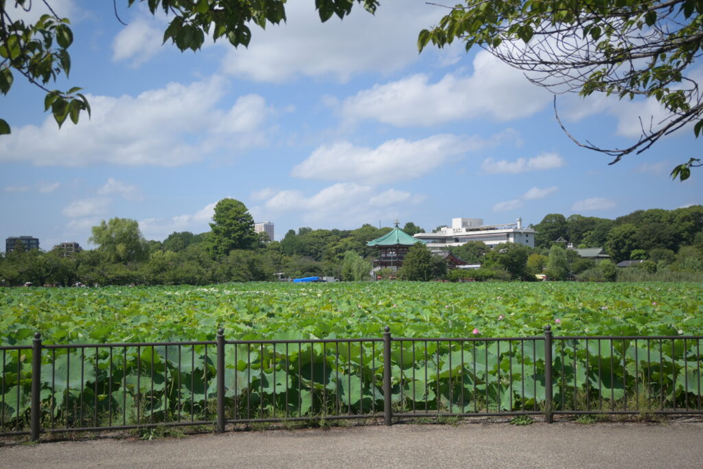 不忍池に広がる蓮の葉 Lotus leaves spreading across Shinobazu Pond