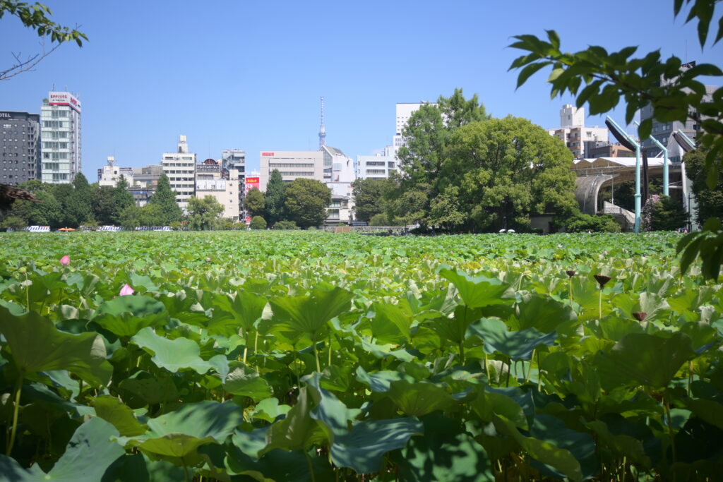 不忍池に広がる蓮の葉 Lotus leaves spreading across Shinobazu Pond