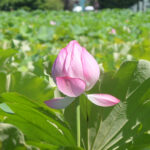 不忍池と蓮の花 Shinobazu Pond and lotus flowers