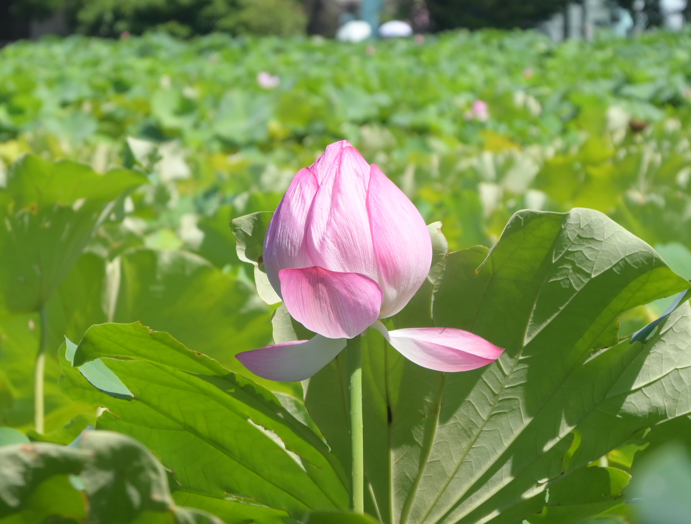 不忍池に広がる蓮の葉 Lotus leaves spreading across Shinobazu Pond