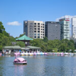 不忍池白鳥ボートと散策道 Shinobazu Pond Swan Boats and Walking Path